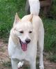 jindo