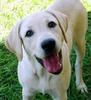 golden labrador retriever