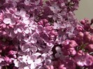 DSC05377