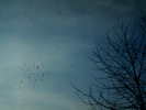 Copy (2) of ionut 029