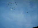 Copy (2) of ionut 030