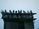 Copy (2) of ionut 040
