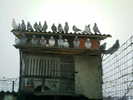 Copy (2) of ionut 042