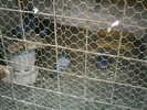 Copy (2) of ionut 043