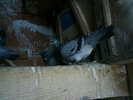 Copy (2) of ionut 049