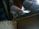 Copy (2) of ionut 050