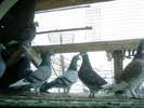 Copy (2) of ionut 070