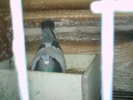 Copy (2) of ionut 077