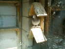 Copy (2) of ionut 095