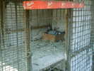 Copy (2) of ionut 099