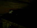 Copy (2) of ionut 102
