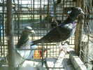 Copy (2) of ionut 103