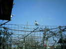 Copy (2) of ionut 104