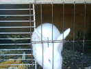Copy (2) of ionut 107