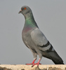 Blue_Rock_Pigeon_(Columba_livia)_in_Kolkata_I_IMG_9762