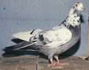 The_Sverdlovsk_blue-gray_mottle-headed_pigeons