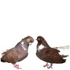 cafeniu romanesc