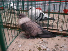 egipteni