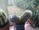 Mammillaria spinossisima