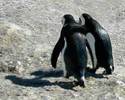 pinguini-prieteni[1]