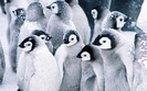 poze_animale_salbatice-pinguini-3[1]