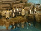poze_animale_salbatice-pinguini-5[1]