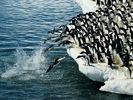 wallapaper-pinguini-antartica[1]