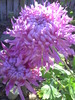 PICT0006