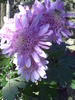 PICT0007
