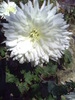 PICT0008