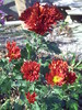 PICT0018