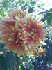 PICT0029