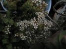 Crassula congiunta - flori 09.11