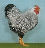 Zw%20Wyandotten%20silberschwarzgesaeumt%201,0