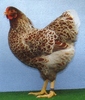 Zw__Wyandotten_goldblau-ges_01