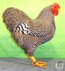 zwerg%20wyandotte%20gestreift%201,0%20g_%20deppermann%20sg