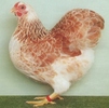 Zwerg_wyandotten_lachsfarbig_01