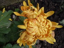 Crizantema Olymp Orange1