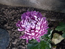 Crizantema Olymp roz1