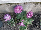 Crizantema Olymp roz