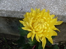 Crizantema Olymp Yellow1