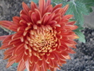 Crizantema Trumf Rot1