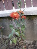 Crizantema Trumf Rot