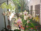 DSC07439