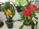 cattleya