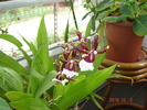 DSC09244