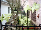 DSC08452