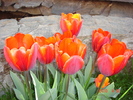 DSC08651