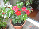 DSC08881