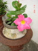 DSC08886